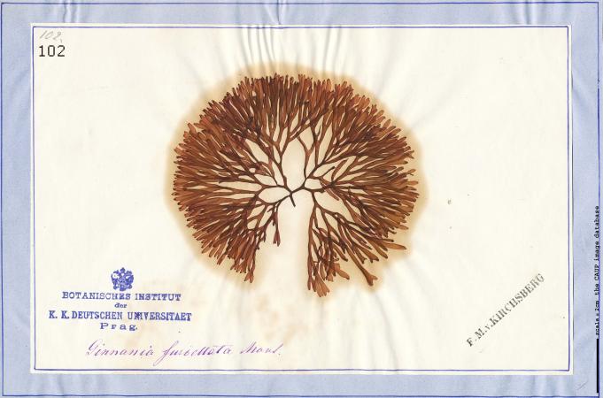 Scinaia furcellata_102.jpg